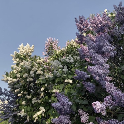 Lilac, Masterlist
