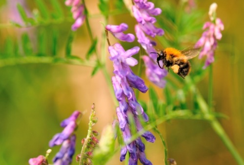 Flowers help increase bumblebee families survival New research led by the UK’s Centre for Ecol