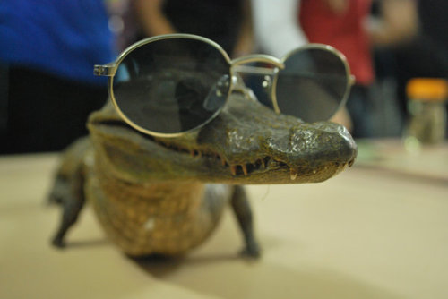 earth-song:  This guy is more cool than you. Alligatorby anjosarda 