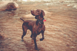 handsomedogs:  Jeremy Woundy | Lyla the German Shorthaired Pointer enjoying a cool down after a long hike up Mt. Liberty NH 