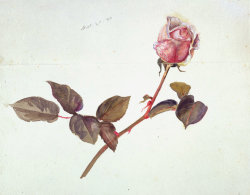 pagewoman:    Botanical illustrations  ❀     by Beatrix Potter via V&amp;A 
