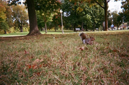 Constitution Gardens enforcer (at Constitution Gardens Pond)