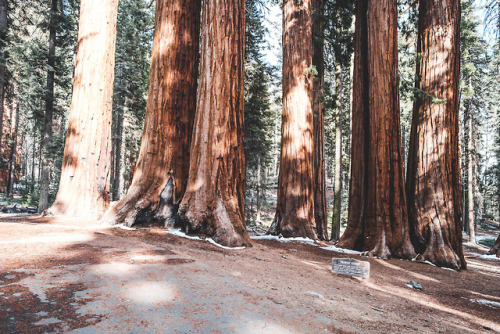 Porn photo pkatkins:Sequoia National Park