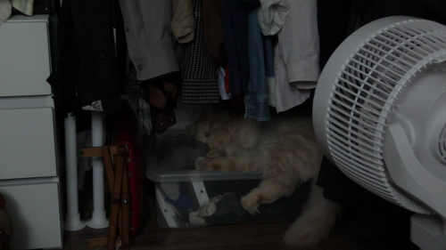 Hong Sang-soo 