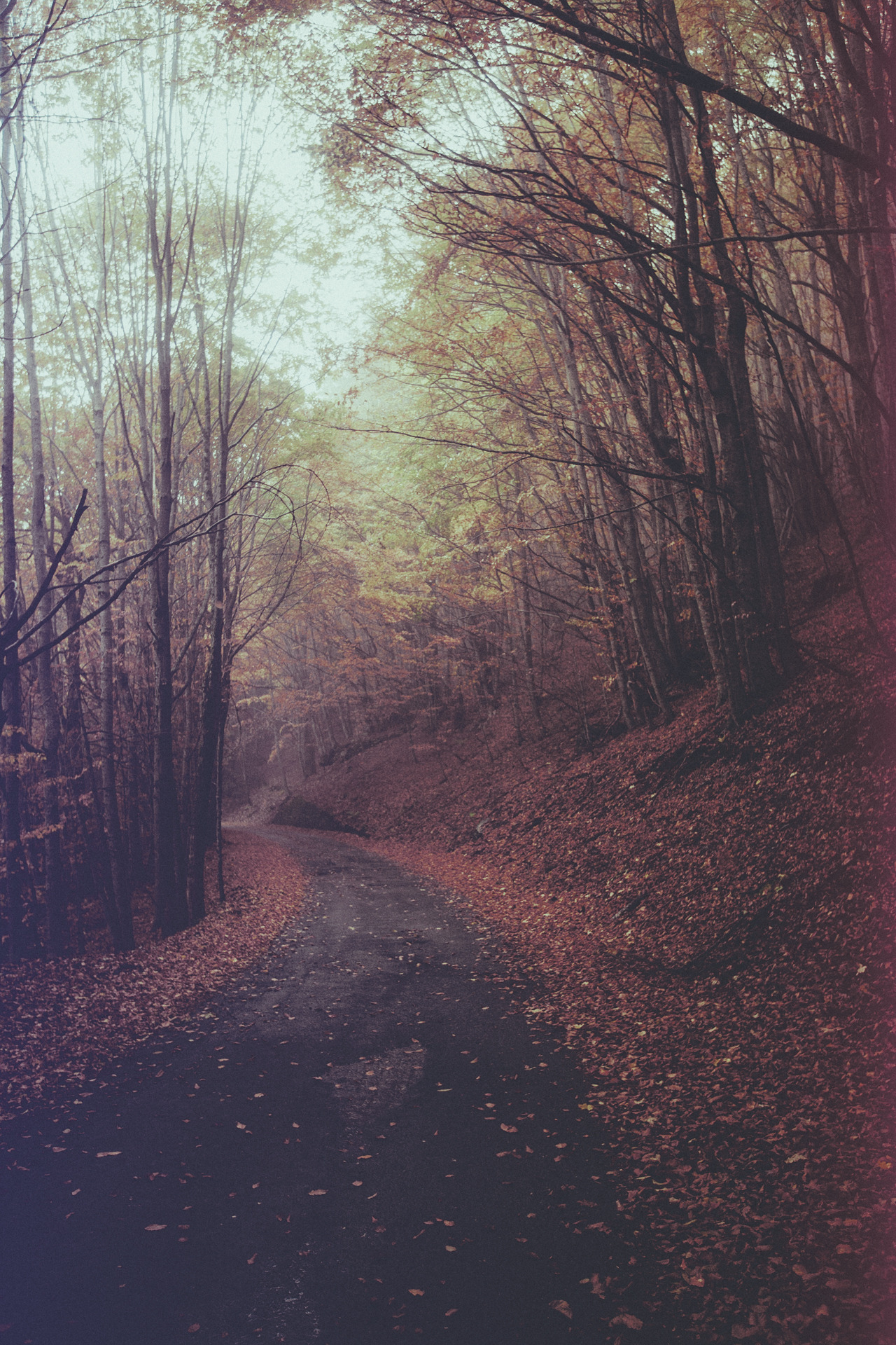 elenamorelli:  { ancient dream }