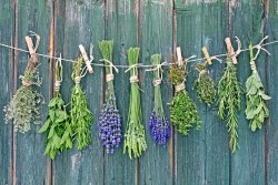 itmovesmemorelol:  How to Dry and Preserve Fresh Herbs  ————————–——————- Air drying herbs is not only the easiest and least expensive way to dry fresh herbs, but this slow drying process also doesn’t deplete the herbs of