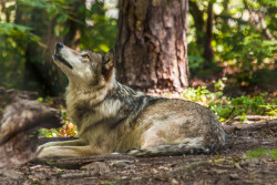 her-wolf: Looking Up by  Patricia Vesey