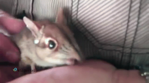 Can We Get A Sneef Snorf Sunday?