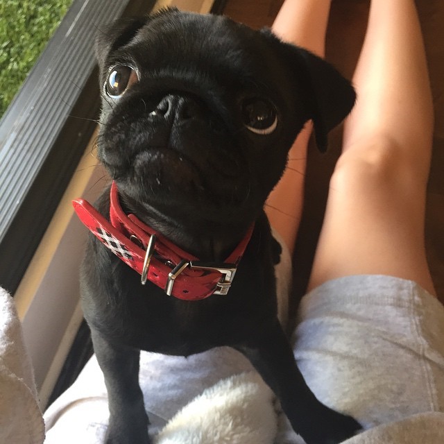 ilovepugs4ever:  Follow Dog Quotes. 