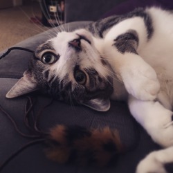 fuckyeahfelines:  Here’s a playful kitten, if you need something cute to look at. (submitted by  upside-dizzity) 