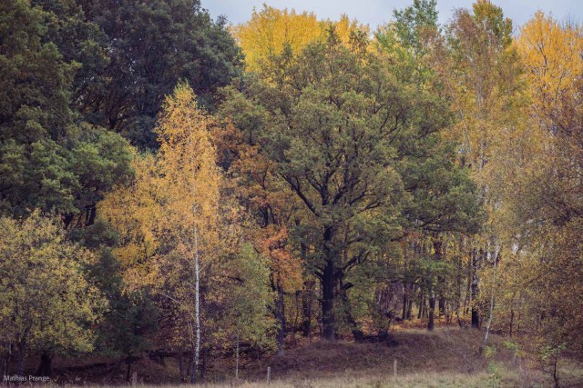 Autumn is painting - pictures from a stroll through the “Höltigbaum”, a little nature reserve in the east of hamburg