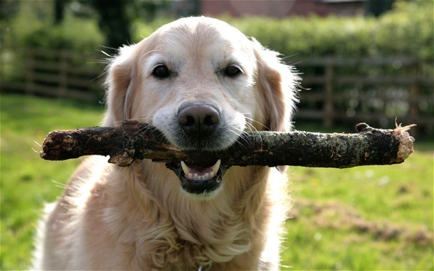 Stick injuries are caused by dogs playing with sticks, or chasing them when thrown