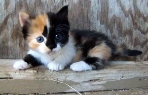 Black calico kittens