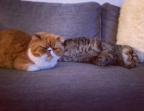 One of us is ready for bedtime #catnamedpants #smooshfaces #smoosh #cuties #cats #besties #bestfrien