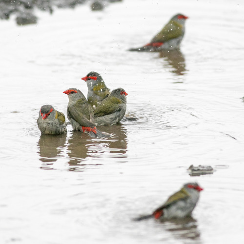 2021:  Red-browed Finches (Neochima temporalis) taking a puddle bath. They have a small, i