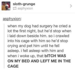 advice-animal:poor dog