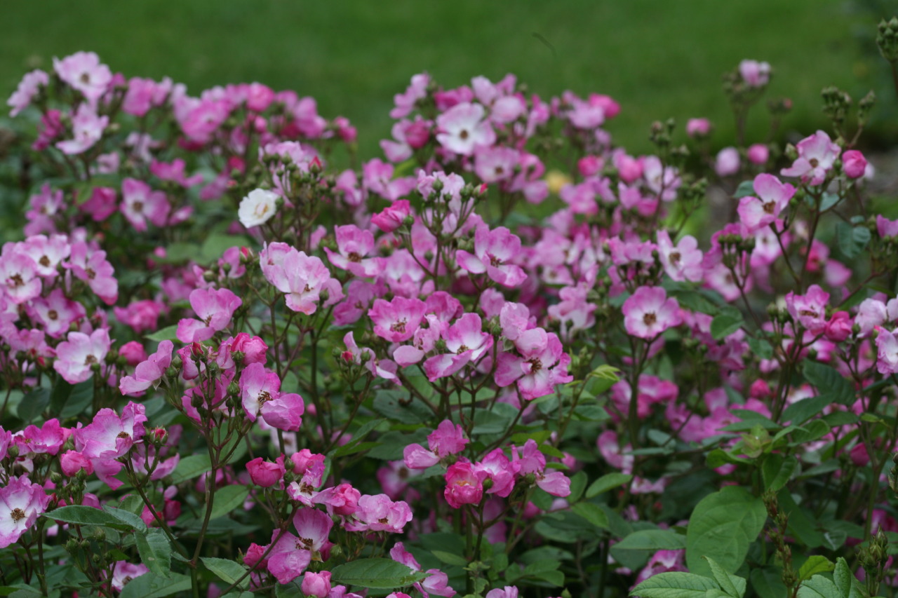 gardeningsimplified:
“Oso Happy Smoothie, our new thornless rose. A wonderful, disease-resistant, long-blooming landscape rose that happens to make a fabulous cut flower, thanks to its smooth stems. I especially like to arrange it in fall, when the...