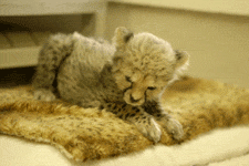 my-teen-quote:  baby animal posts daily