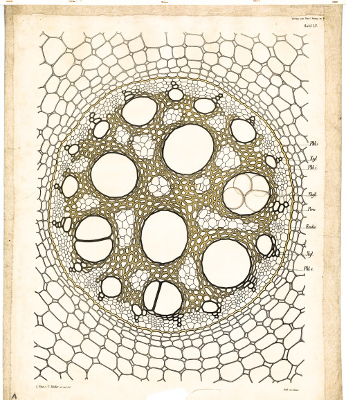 Leopold Kny, wall charts of botanical stem structures, 1874-1911. Botanische Wandtafeln, published b