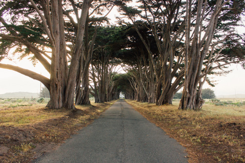 Point Reyes.InstagramVSCOgrid