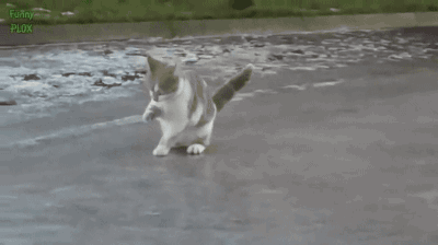 cuteanimalpost:  Tweeker Cat