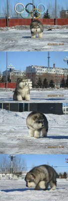 wewereastrokeofluck:  stickinemwithpointyendsandlace:  al-grave:  I just want to hug it. Does anyone know what kind of dog this is?  It’s a Chusky (Chow Chow + Husky).  im fucking crying