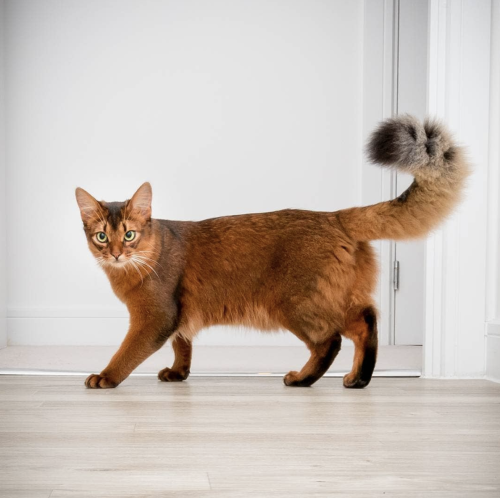 animals-addiction: Errol the Somali Cat