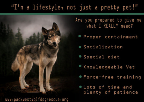 Hello, Pack! We&rsquo;d love to take an opportunity to remind folks that wolfdogs are not ideal pets