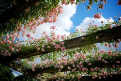 robertmealing:  Rose arbor, Kew Gardens, London 