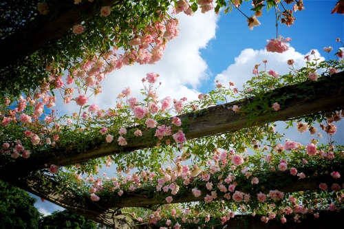 robertmealing:  Rose arbor, Kew Gardens, adult photos
