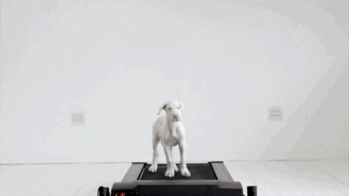 blazepress:  From Puppy to Adulthood