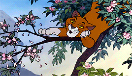 gabriellabolton:Everybody wants to be a cat, because a cat’s the only cat who knows where it’s at.