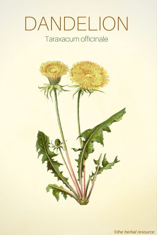 medicinal-plants-herbs: Dandelion – Benefits and Uses Dandelion was first mentioned for its medicina