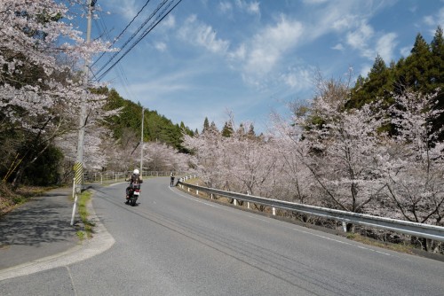 2021/03/27 :: LEICA Q2お花見。広島市安佐南区の奥畑～戸山にて。