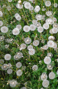 natureofthebeasts:  mlllstone:  So this is my backyard. I guess I’ve got a lot of wishes to make                    