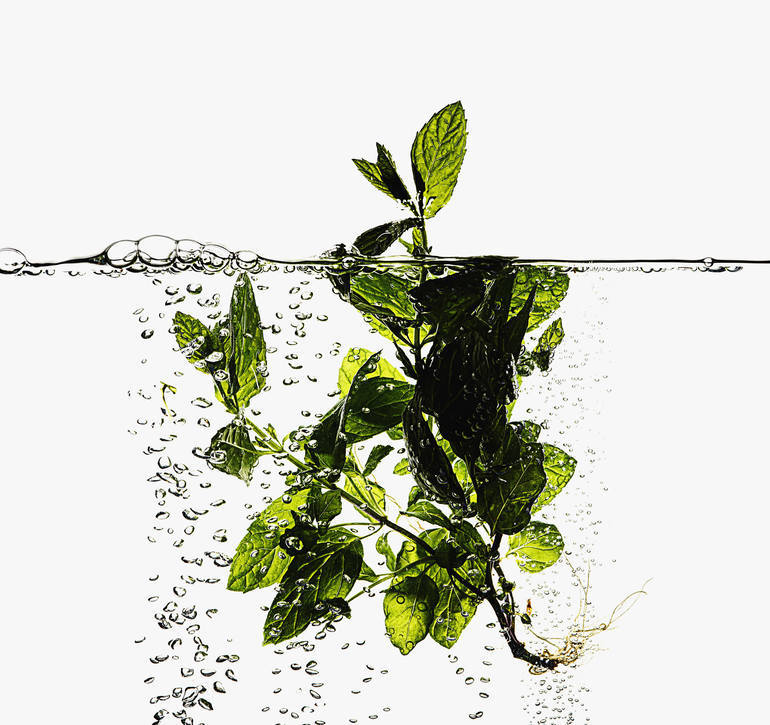 saatchiart:  Basil, Mint, &amp; ThymePhotography by Derek Seaward 