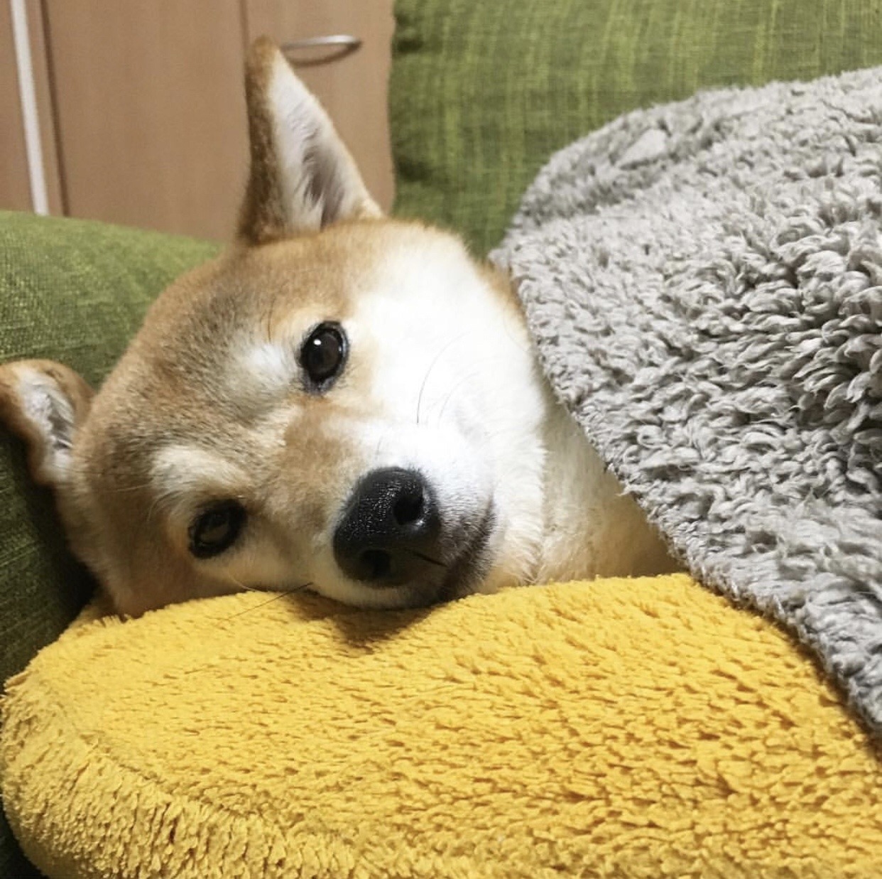 doggo source