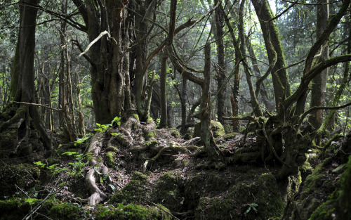 Porn Pics papalagiblog:Puzzlewood is an ancient woodland