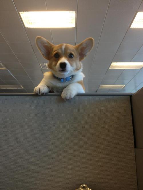 insanecorgi:  thefrogman:  [reddit]  “ahhh, yeahhhh….so you forgot the cover sheet on your TPS report” 