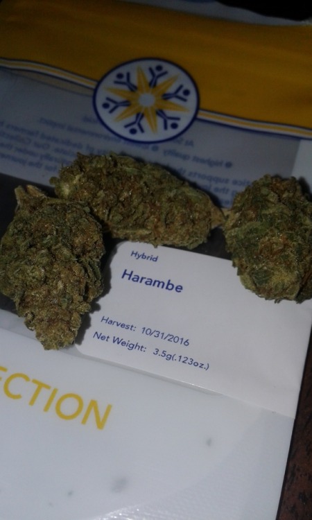 indica-b0y:  rip harambe