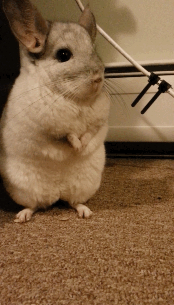 foreverqueird:janetthechin:Dramatic chinchilla is dramaticMy JANET! is so perfect - I can’t even…
