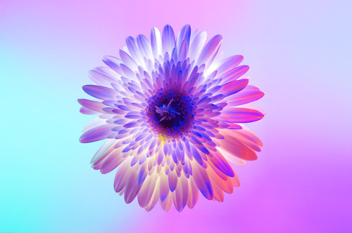 escapekit:  Neon Flowers Paris-based designer Claire Boscher shares beautiful images of neon flowers as part of photographic research she did on the theme of colourful flowers for a collaboration with Huawei. Claire chose to worked only with white flowers