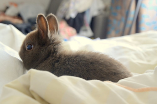 sokeeponmarching:  Cookie is just chillin on my bed.  He’s 11 weeks old now :). 