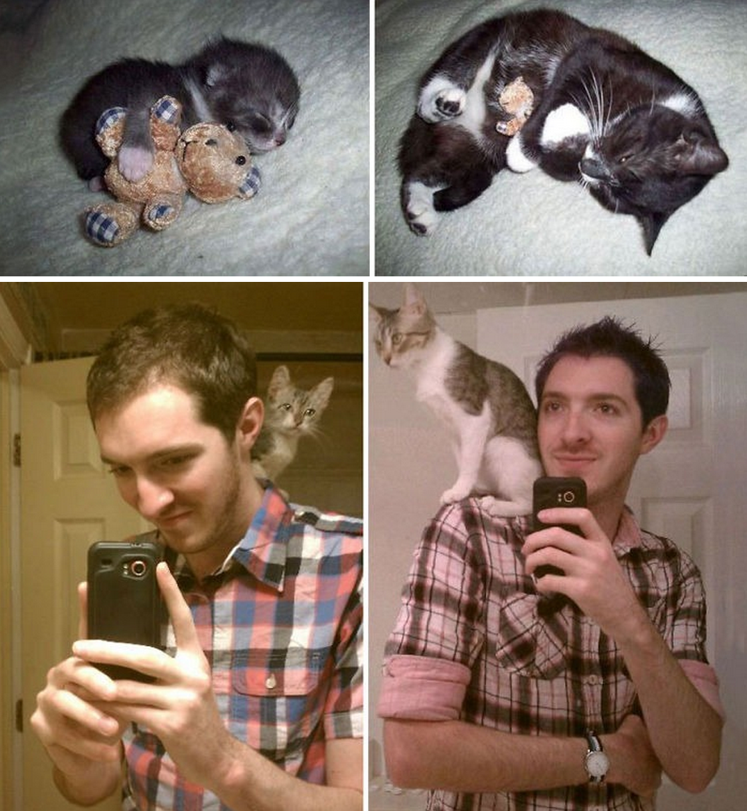 tastefullyoffensive:Before and After Photos of Cats Growing Up (photos via bored