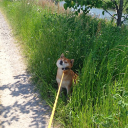 paulnsb:  badwolf-bakerstreet:  himadesune:  No  @schlarr   shibas, the sassiest doggies in the world :O