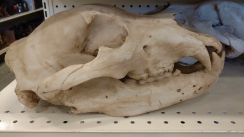 Anyone want to help me identify this fake skull I found at a random decor store? It&rsquo;s not a re