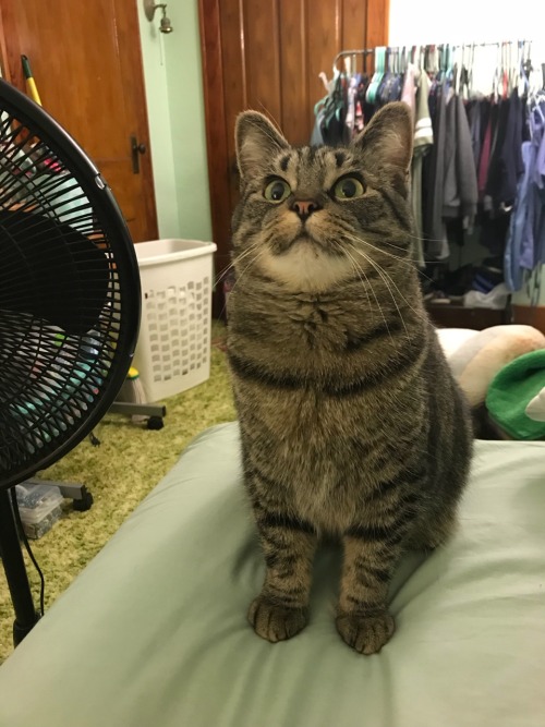 iloveurcat:  coolcatgroup:   itjustgotdarkinhere:   coolcatgroup:  Here’s my cat patiently waiting for me to throw her toy after she brought it to me  Now here is her reaction when I ask her if “she’s ready” before I throw it. She knows what it