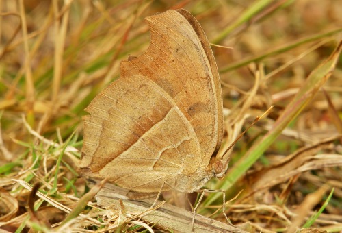 sinobug:Chinese Insects and SpidersIMAGES (top to bottom), linked to their respective Flickr page: