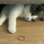 actionkitty:  ellie miller shouting @ alec hardy for 10 minutes [ASMR]