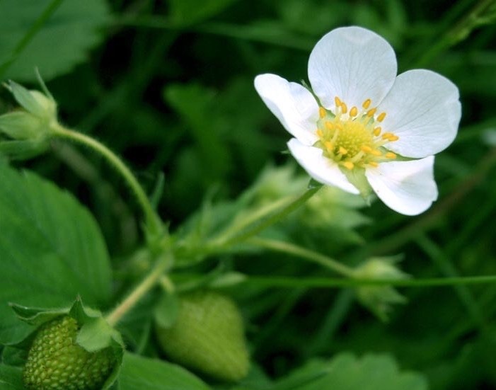 Birth Flower 5月4日誕生花 苺 花言葉 尊重 愛情 無邪気 5月4日出来事